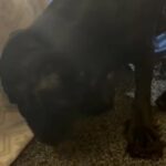 GORGEOUS COCKER SPANIEL FULL KC REGISTERED