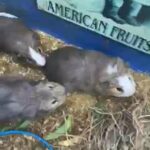 Guniea Pigs