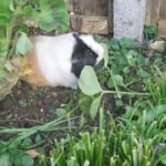 Free guinea pig