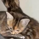 Urgent! stunning kitten for sale!!!