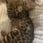 STRIKING LEOPARD LIKE PURE BENGAL TICA GORGEOUS TEMPERAMENT TAKE HOME TODAY