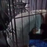 Pet transporter across UK & EU