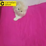 Pugalier puppies (Pug x King Charles Cavalier) ready now