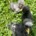 POLISH CHICKS FOR SALE ( 4 WEEKS OLD )