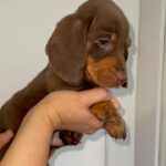 choc and tan male miniature daxi