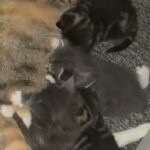 four mixed breed kittens