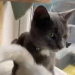 Russian blue Shorthair cross ragdoll kittens