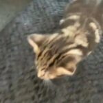 Beautiful Mixed Bengal Girl Kitten for Sale