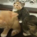 Silver tabbies and silver/white kittens