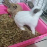 cheap rabbits for sale in barking