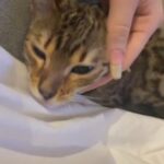 TICA Registered Stunning pedigree bengal female