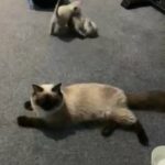 pure ragdoll kitten for sale