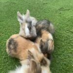 lionhead bunnies