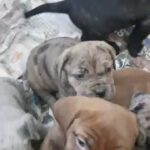 Neapolitan Mastiff mix puppies