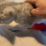 female munchkin kitten