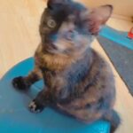 cute fluffy kittens greater Manchester only