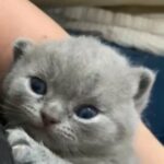 BSH kittens