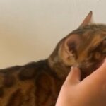 PURE BENGAL PEDIGREE SHOW QUALITY TICA ACTIVE REGISTERED