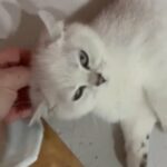 BSH GCCF Registered Black Tipped Boy