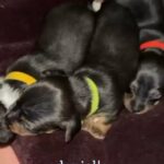 ❌ 4 jackshund boys❌