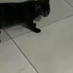 Black Female kitten