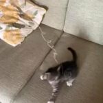 adorable female kitten ?