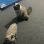 pure ragdoll