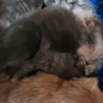 Maine Coon kitten