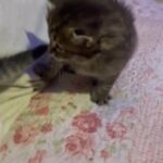 gorgeous  kitten ready to go