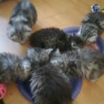 beautiful siberian kittens
