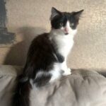 Maine coon