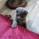 British shorthair kittens