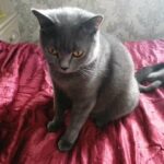 Adult bsh female