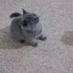 British shorthair boy