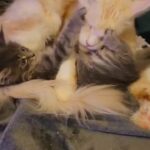 mainecoon kittens