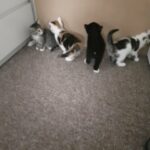 Kittens looking for their fureva home