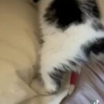 kitten