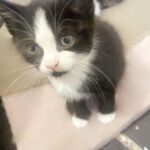 Kitten