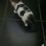 baby kittens