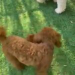 Poodle  Red & White Boys both DNA Fully Health Testedavailable for Stud