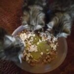 siberian kittens