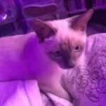 5 month old female ragdoll x Siamese