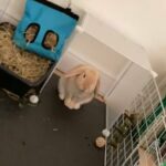 lop eared rabbit looking for forever home