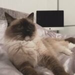 Ragdoll
