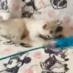 British shorthair colorpoint girl ready now