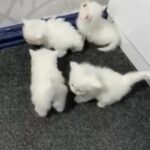 British longhair for sale