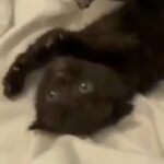 scottish fold/straights 9 weeks