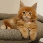 TICA registered Maine coon kittens