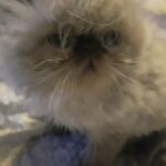 GCCF REGISTERED  HIMALAYAN KITTEN