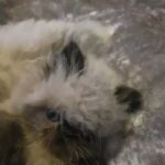 Himalayan kitten gccf registered